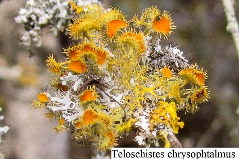 Teloschistes chrysophtalmus