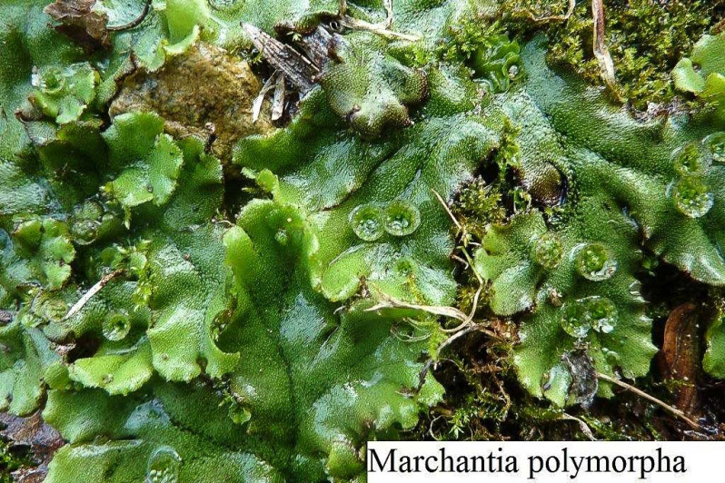 Marchantia polymorpha