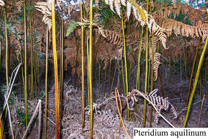 Pteridium aquilinum (L.) Kuhn, 1879
