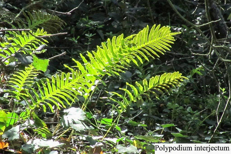 Polypodium interjectum Shivas, 1961