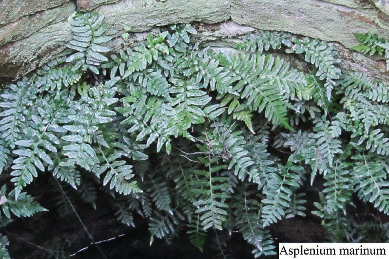 Asplenium marinum L., 1753
