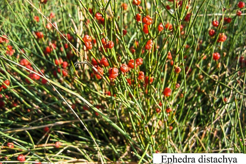 Ephedra distachya L., 1753