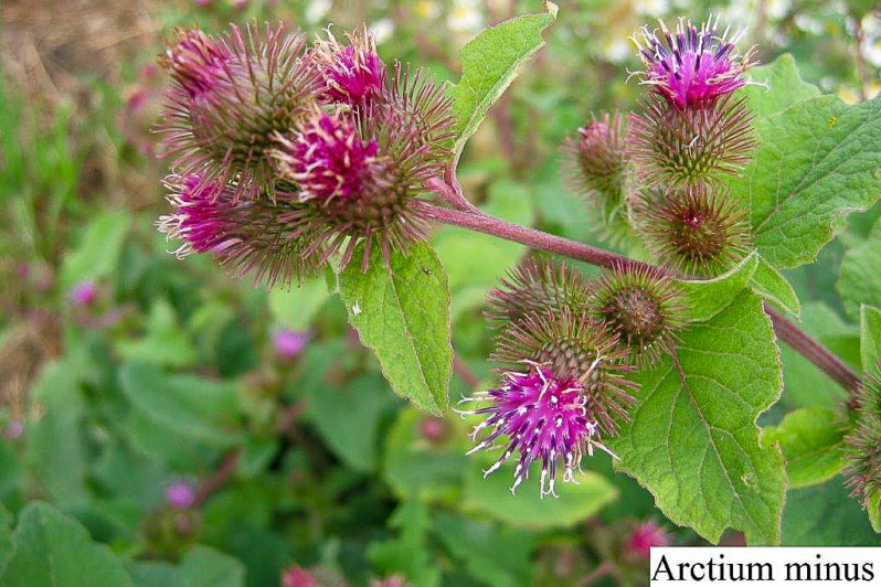 Inflorescences d'Arctium minus (Hill) Bernh., 1800