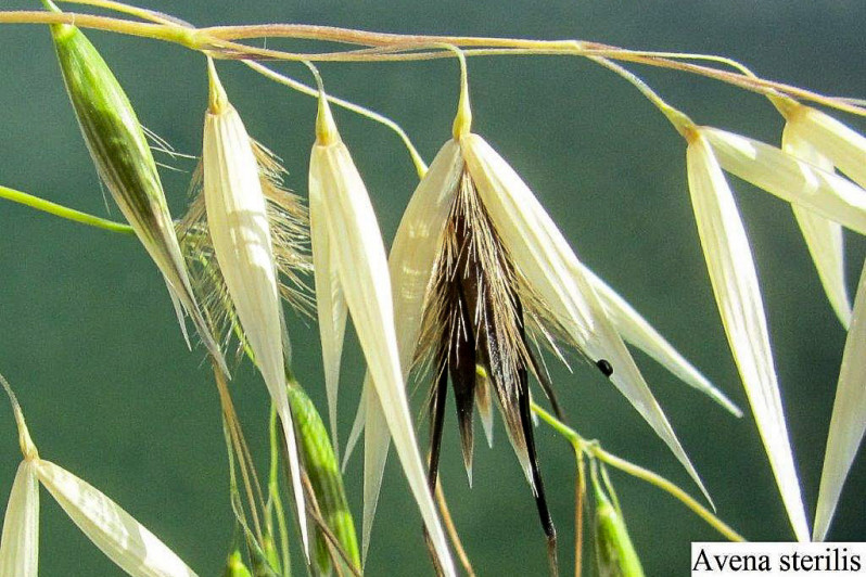 Avena sterilis L., 1762