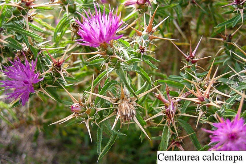 Centaurea calcitrapa L., 1753