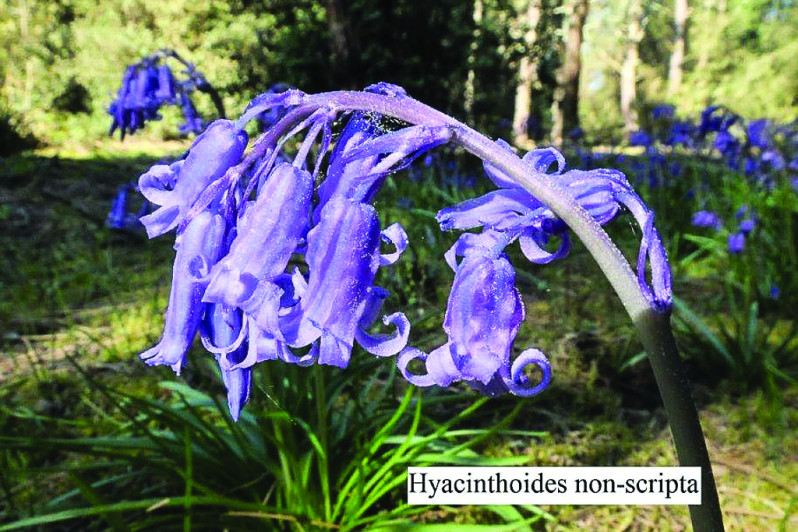 Hyacinthoïdes non-scripta (L.) Chouard ex Rothm., 1944