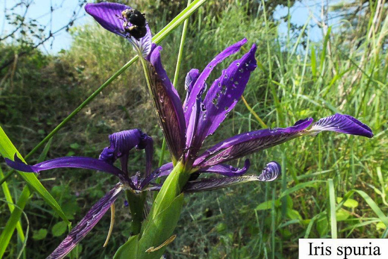 Iris reichenbachiana Klatt, 1866