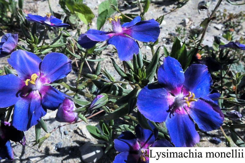 Lysimachia monelli (L.) U.Mann & Anderb., 2009