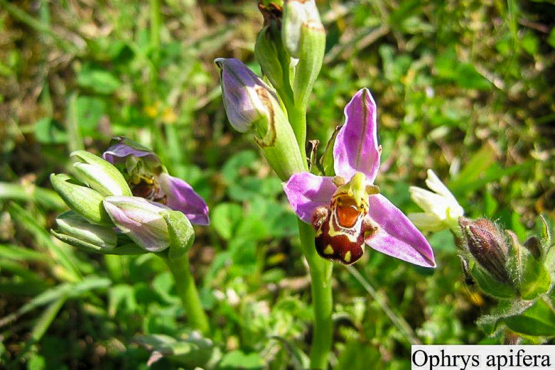 Ophrys apifera Huds., 1762