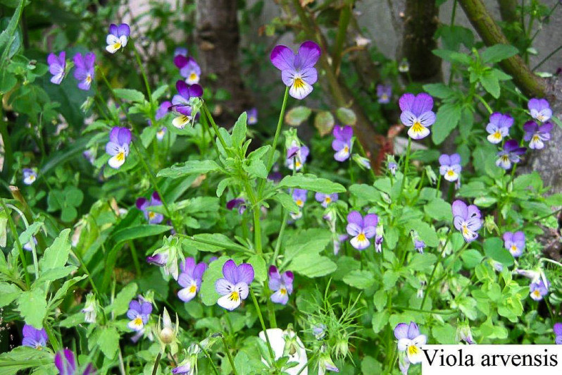 Viola arvensis Murray, 1770