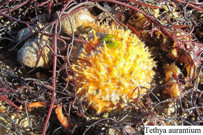 Tethya aurantium