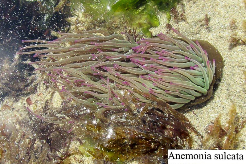 Anemonia sulcata (Pennant, 1777)