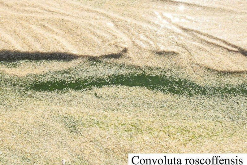 Convoluta roscoffensis