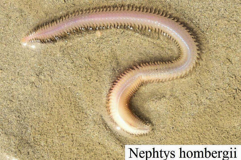 Nephtys hombergii