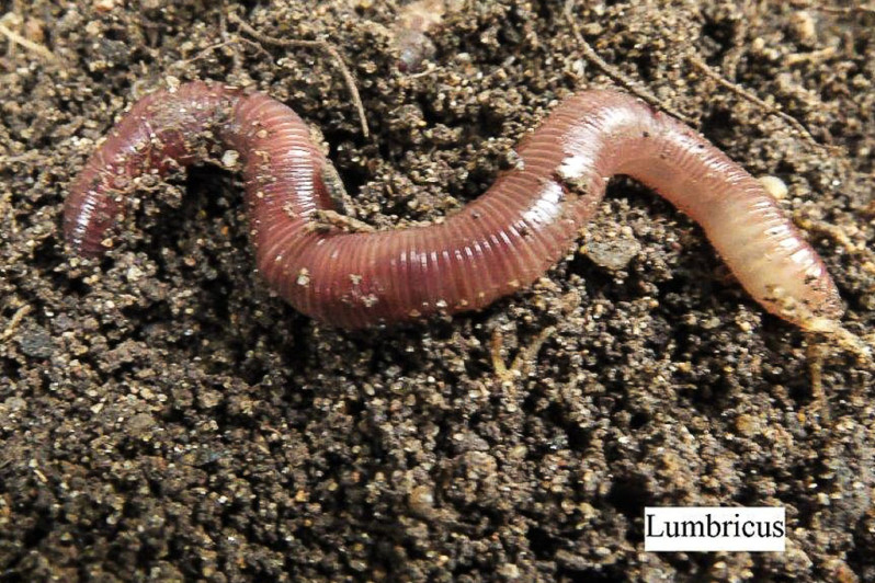 Lumbricus