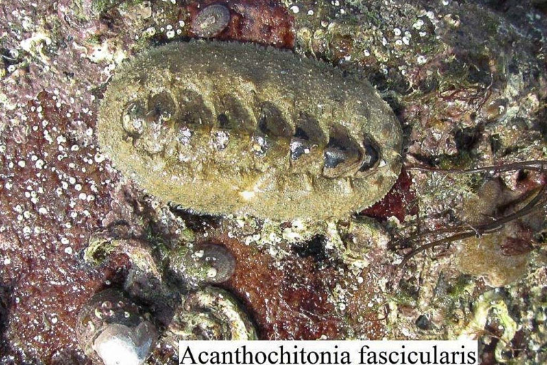 Acanthochitonia fascicularis