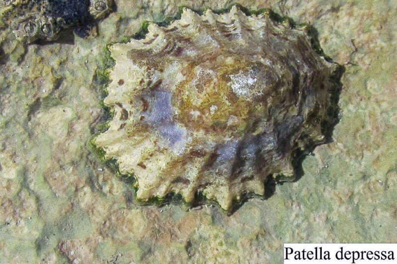 Patella depressa Pennant, 1777