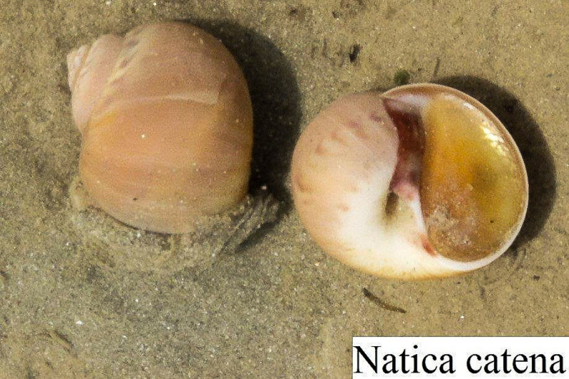 Euspira nitida (Donovan, 1804)