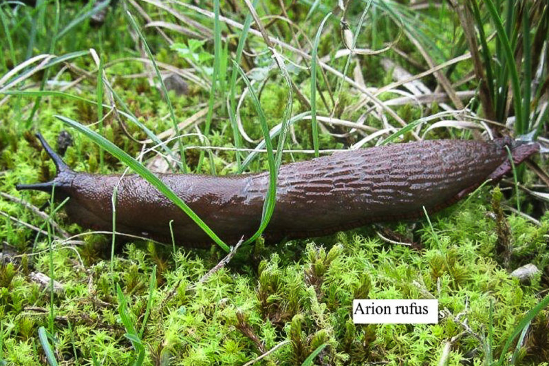 Arion rufus (Linnaeus, 1758)