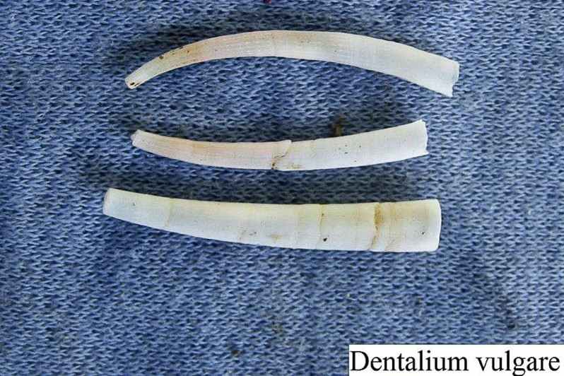 Dentalium vulgare
