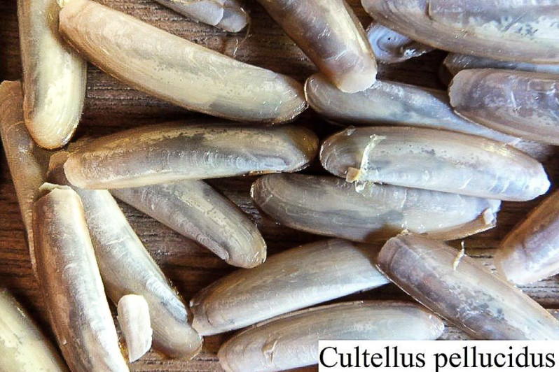 Cultellus pellucidus