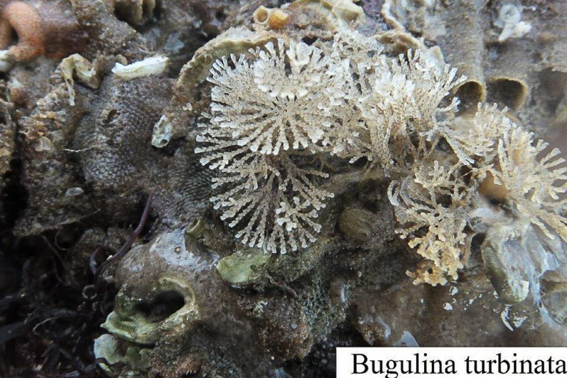 Bugulina turbinata