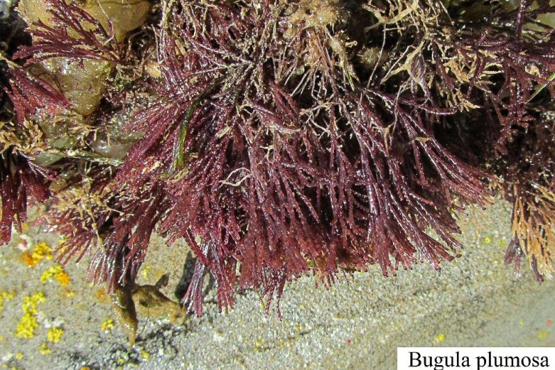 Bugula plumosa