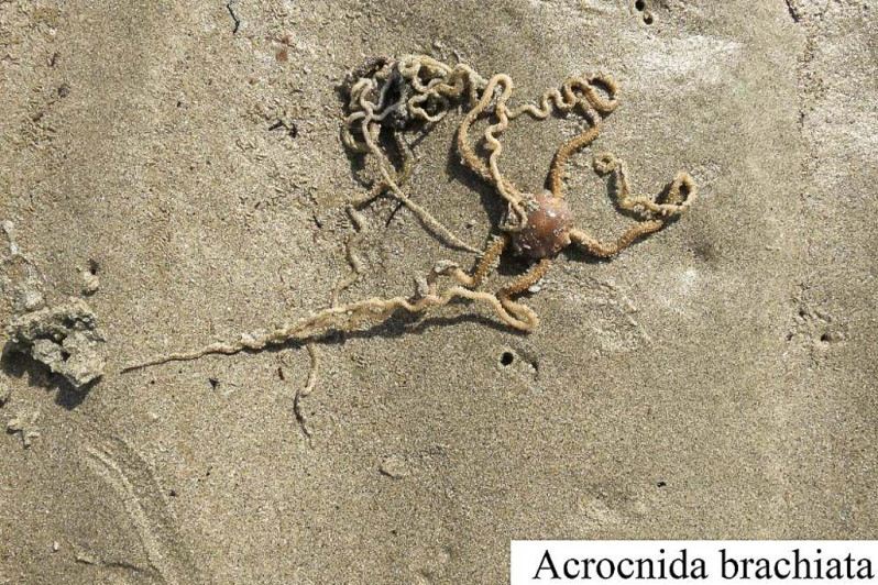 Acrocnida brachiata (Montagu, 1804)