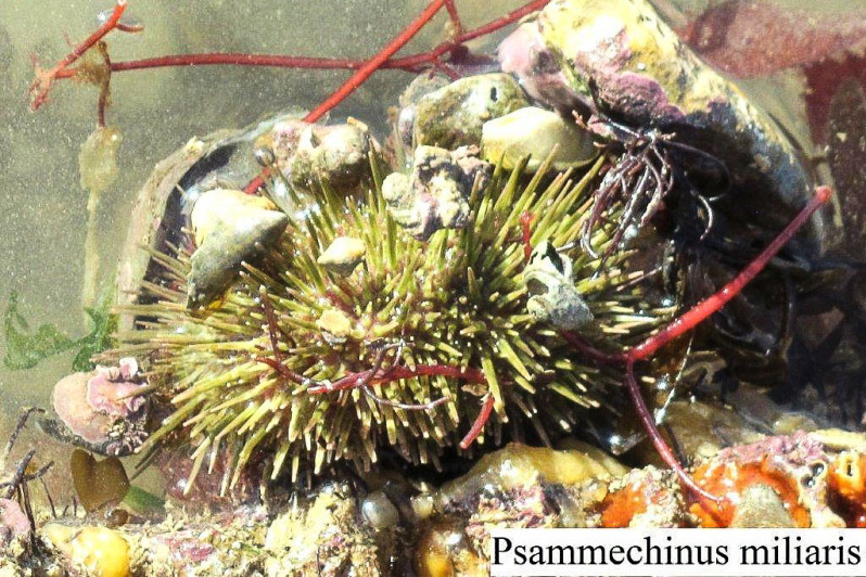 Psammechinus miliaris (P.L.S. Müller, 1771)