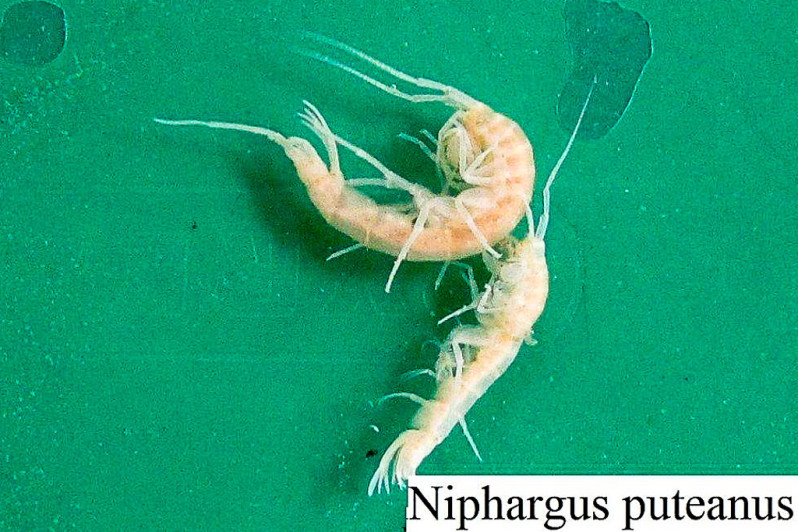 Niphargus puteanus