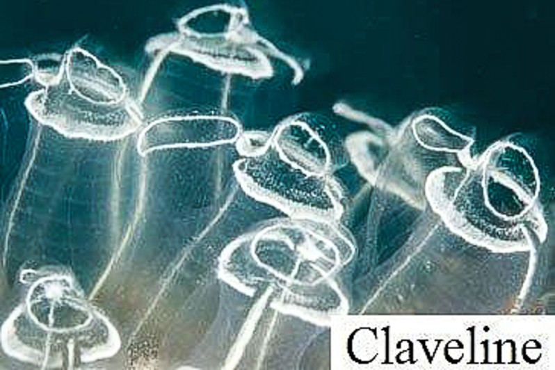 Claveline