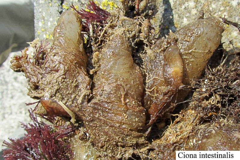 Ciona intestinalis