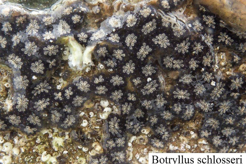 Convoluta roscoffensis