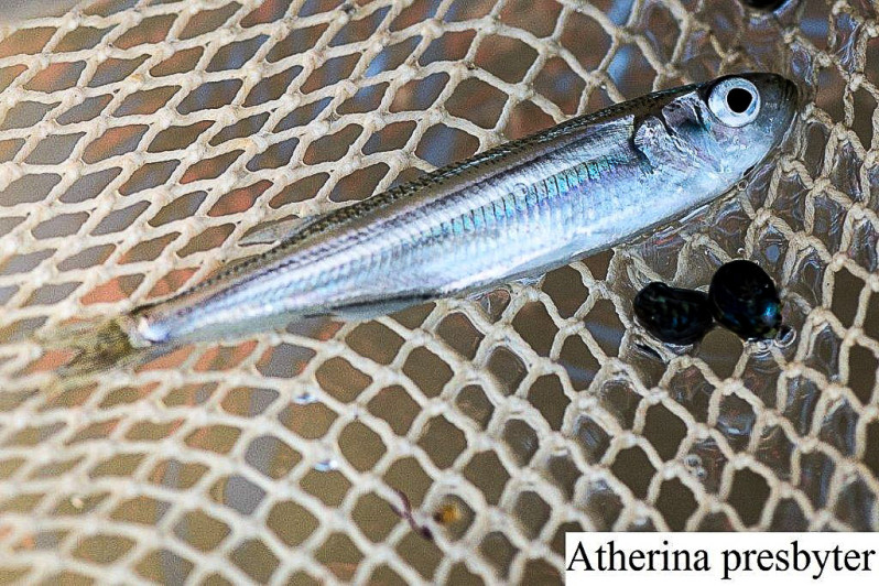 Atherina presbyter