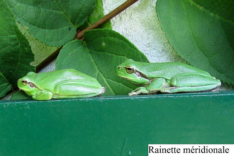 Rainette méridionale
