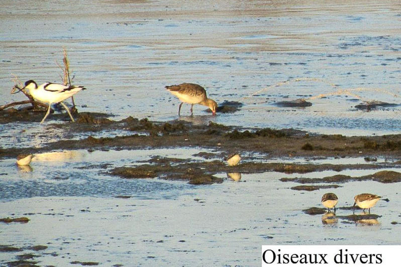 Oiseaux divers