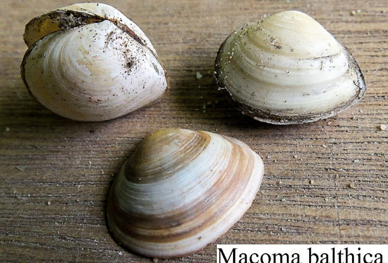 Macoma balthica