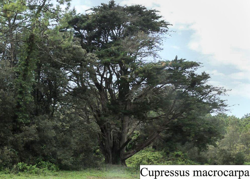 Cupressus macrocarpa Hartw., 1847