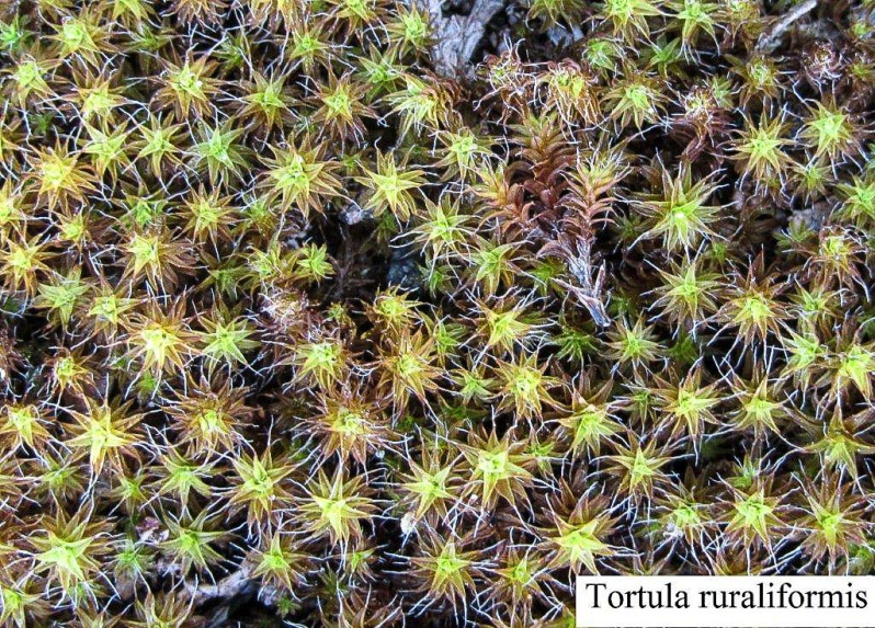 Tortula ruraliformis