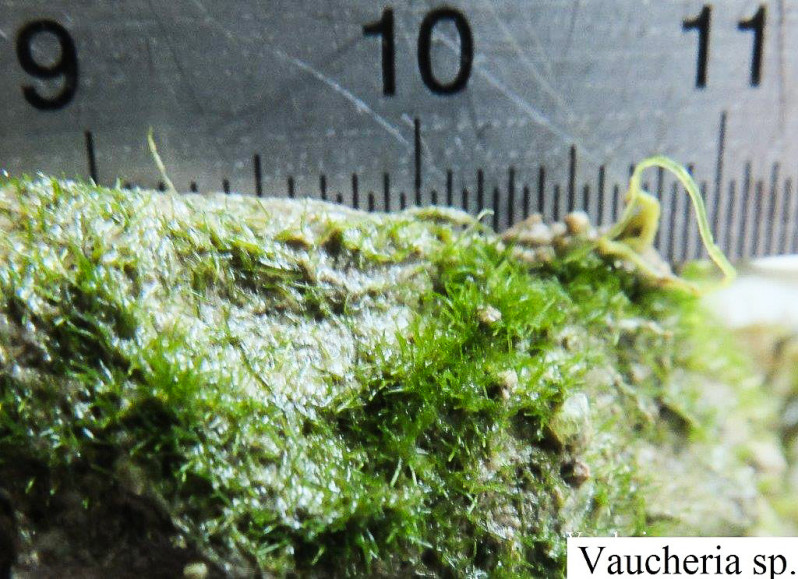 Vaucheria sp.