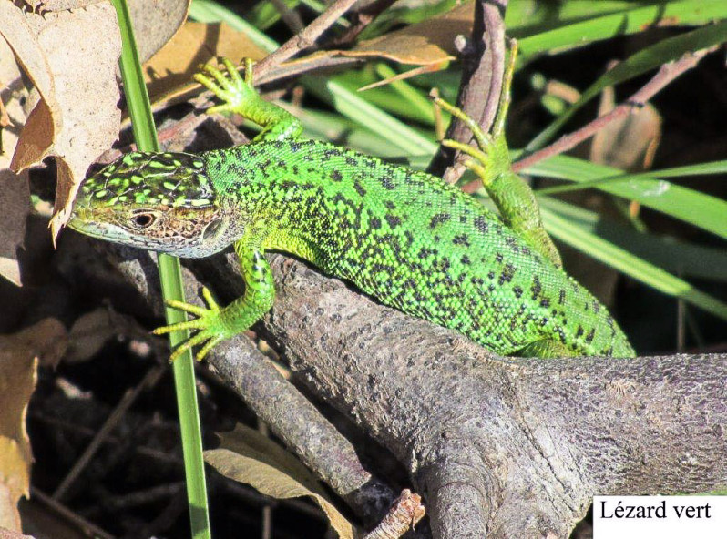 Lézart vert