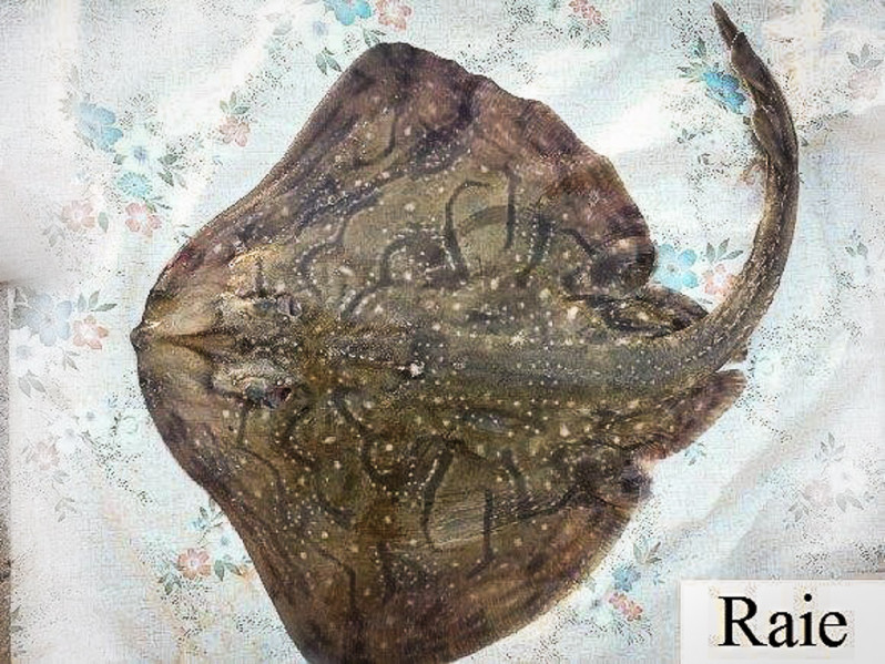 Raie