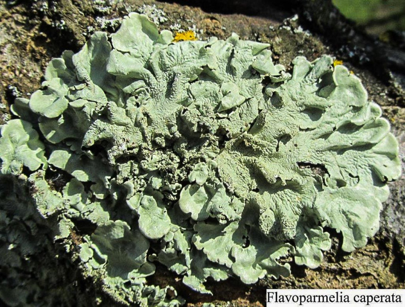 Flavoparmelia caperata