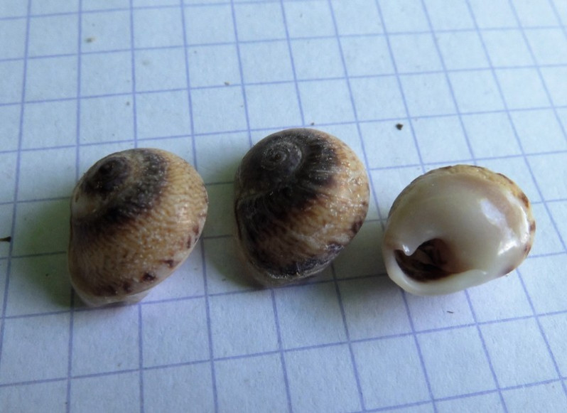 Tritia neritea (Linnaeus, 1758)